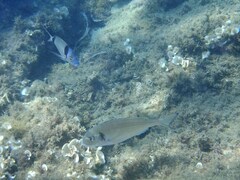 Sparus auratus