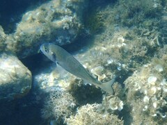 Sparus auratus