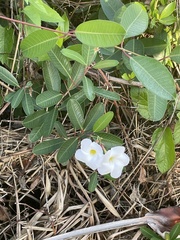 Rhabdadenia biflora