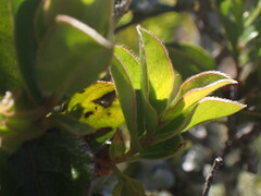 Diospyros scabrida