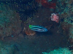 Halichoeres prosopeion