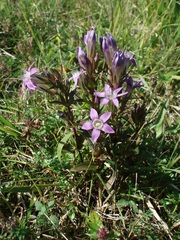 Gentianella praecox