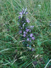 Gentianella praecox