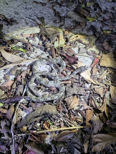 Fi-si-pan Horned Pit Viper