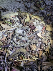 Protobothrops cornutus