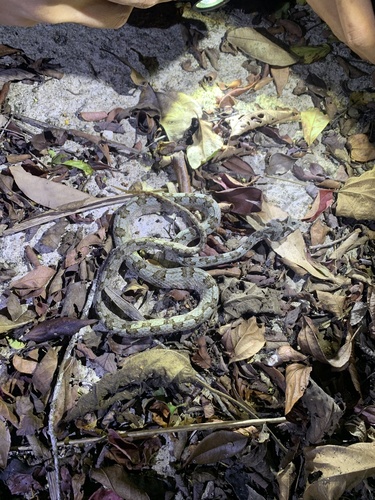 Fi-si-pan Horned Pit Viper