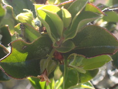 Diospyros scabrida