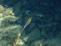 Symphodus mediterraneus