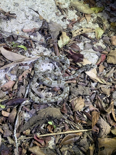 Fi-si-pan Horned Pit Viper