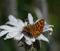 Chrysolarentia