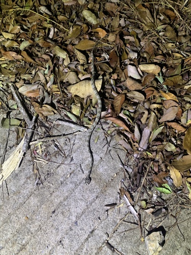 Fi-si-pan Horned Pit Viper