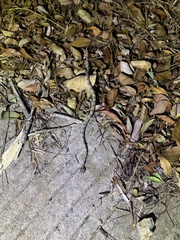 Protobothrops cornutus