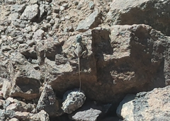 Pseudotrapelus sinaitus