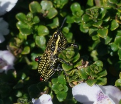 Monistria concinna