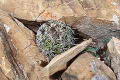 Neolloydia conoidea