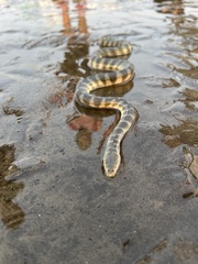 Hydrophis schistosus