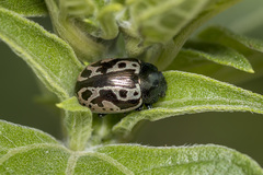 Zygogramma clathrata