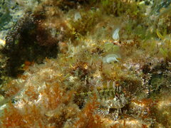 Parablennius gattorugine