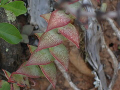 Crassula perforata