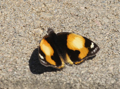 Junonia hierta cebrene
