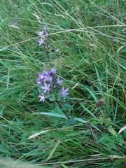Gentianella praecox