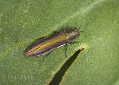 Agrilus rubrovittatus