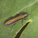 Agrilus rubrovittatus - Photo (c) Felix Fleck, some rights reserved (CC BY-NC), uploaded by Felix Fleck