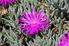 Ruschieae