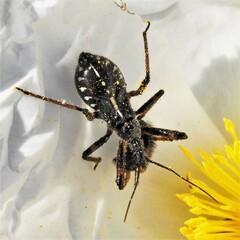 Rhynocoris cuspidatus
