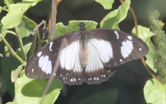 Papilio dardanus