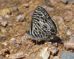 Leptotes pirithous