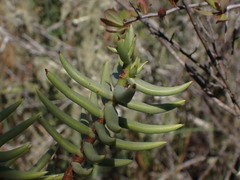 Crassula tetragona