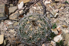 Coryphantha cornifera