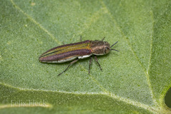 Agrilus rubrovittatus