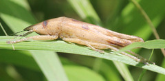 Lanista annulicornis