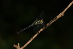 Cratilla lineata