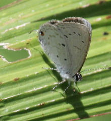 Eicochrysops hippocrates