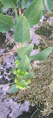 Teedia lucida