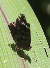 Junonia natalica