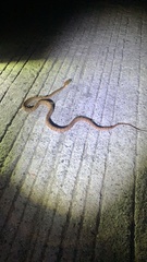 Protobothrops mucrosquamatus