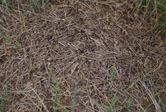 Formica obscuripes