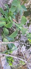 Teedia lucida
