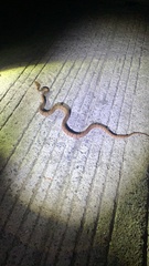 Protobothrops mucrosquamatus