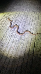 Protobothrops mucrosquamatus