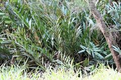 Acrostichum speciosum