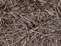 Formica obscuripes