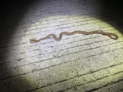 Protobothrops mucrosquamatus