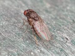 Drosophila repleta