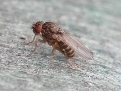 Drosophila repleta
