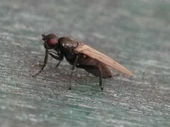 Sphaeroceridae